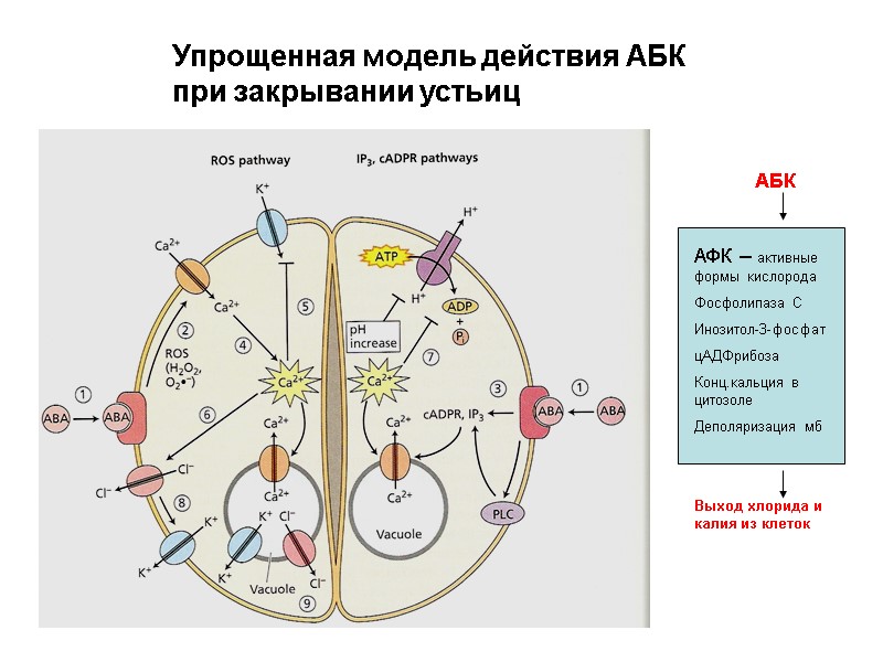 Упрощенная модель действия АБК  при закрывании устьиц АБК  АФК – активные формы